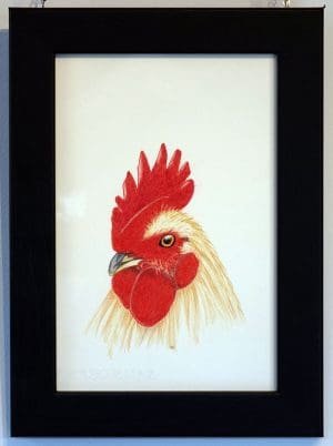 Cockerel