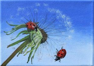 Ladybirds on Dandelion