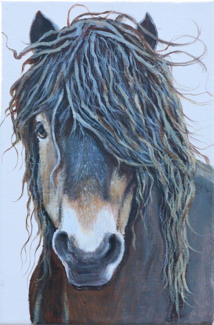 Exmoor Pony
