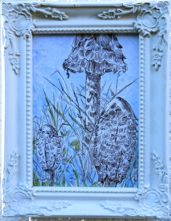 Shaggy Ink Caps