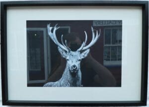 Black and White Stag