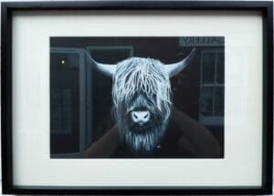 Black and White Highland Cow