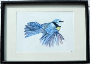 Blue Tit in Flight