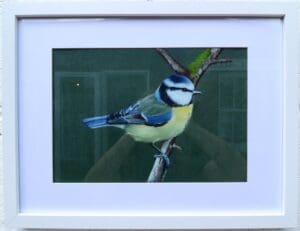Perched Blue Tit