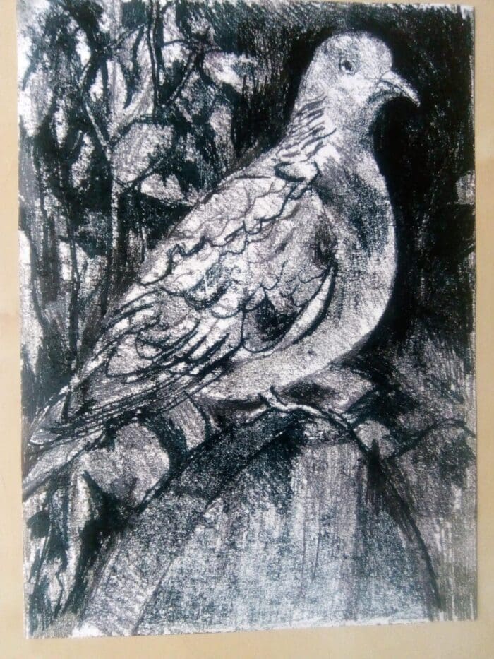 Pigeon