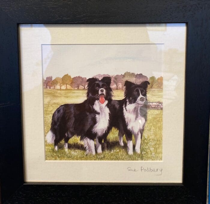 Sheep Dogs