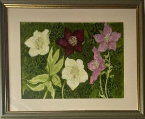 Hellebores