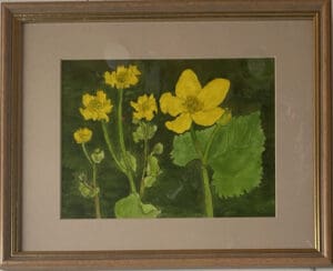 Marsh Marigolds