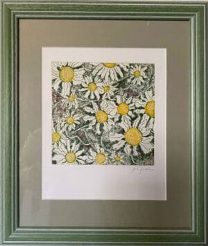 Ox-eyed Daisies