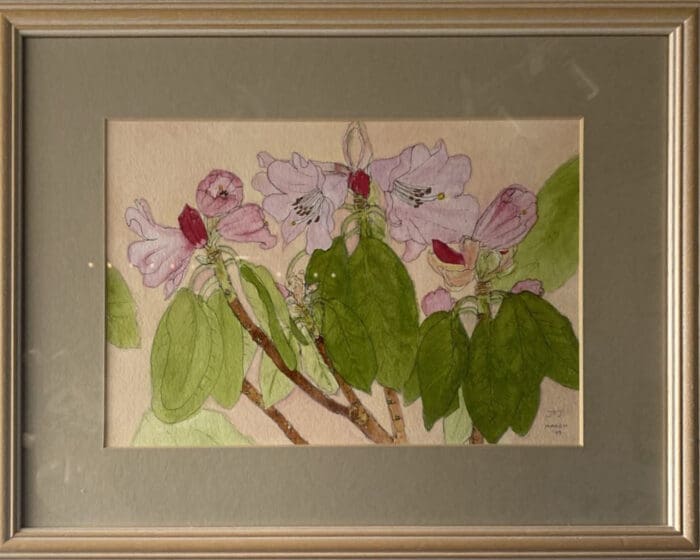 Rhododendron