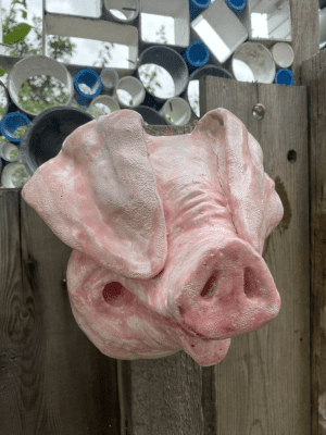 PIg
