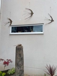 Swallows