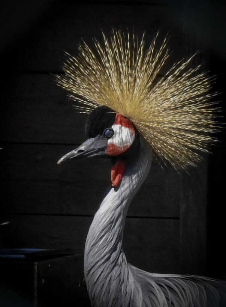 Avian Divas