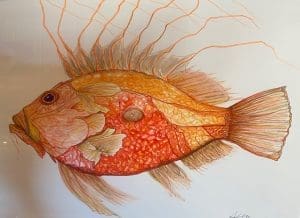 Orange John Dory