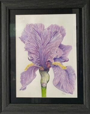 Iris