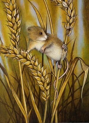 Harvest Mouse I’m lost
