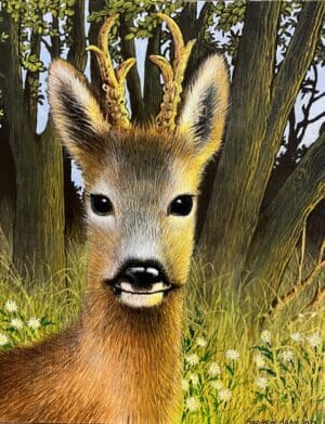 Roe Deer