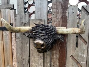 Highland Cow