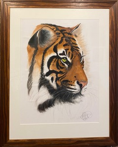 Sumatran Tiger