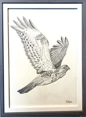 Flying Buzzard