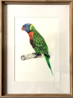 Lorikeet