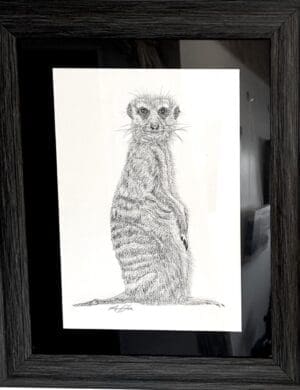 Meerkat