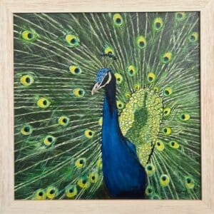 Peacock