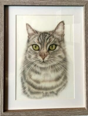 Silver Tabby