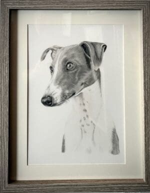Whippet dog