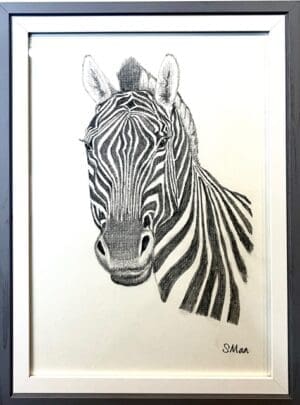 Zebra