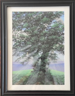 Oaky Victoria Park