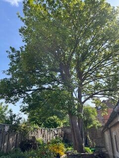 Sycamore tree