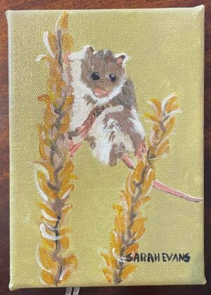 Harvest Mouse
