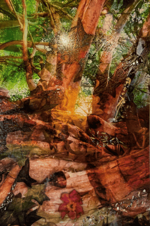 Into the woods