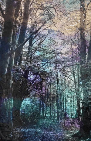 The forest of Avalon